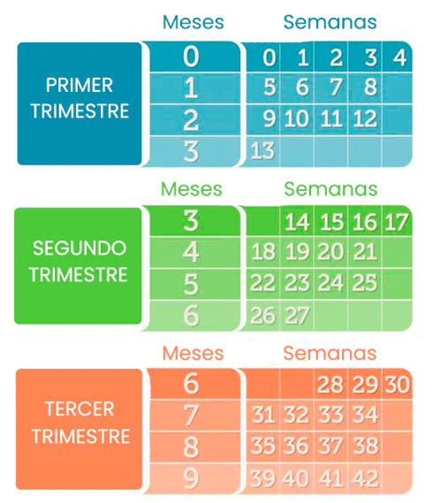 Infographic explaining how to calculate pregnancy weeks, months, and trimesters with a color-coded chart.