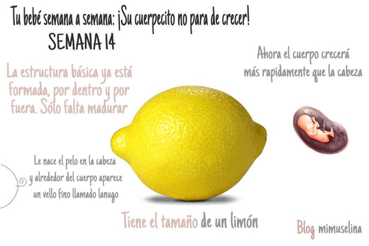Settimana 14 di gravidanza: il tuo bimbo grande come un limone! | Mimuselina Settimana 14 di gravidanza: il tuo bimbo grande come un limone! | Mimuselina