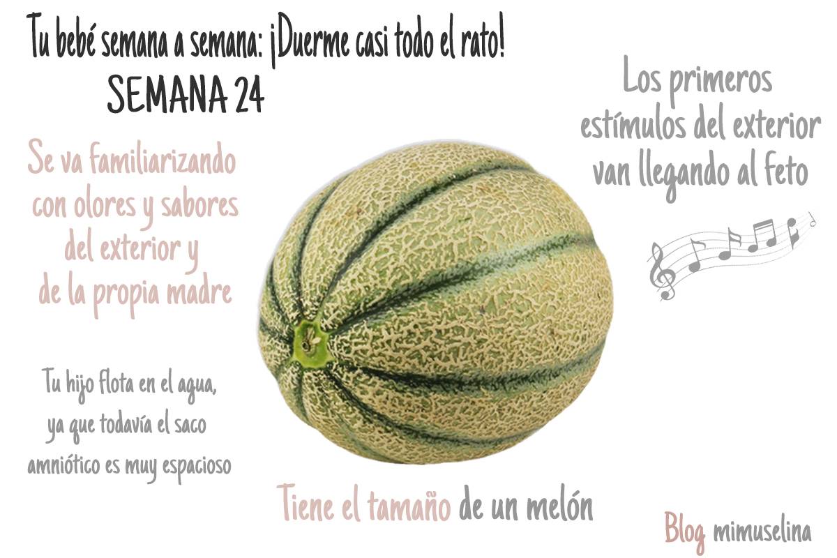 Semana 24 de embarazo blog mimuselina feto tamaño melón