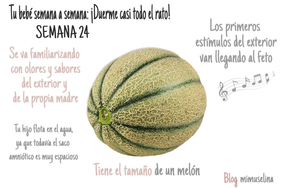 Semana 24 de embarazo. Tamaño y evolución del bebé